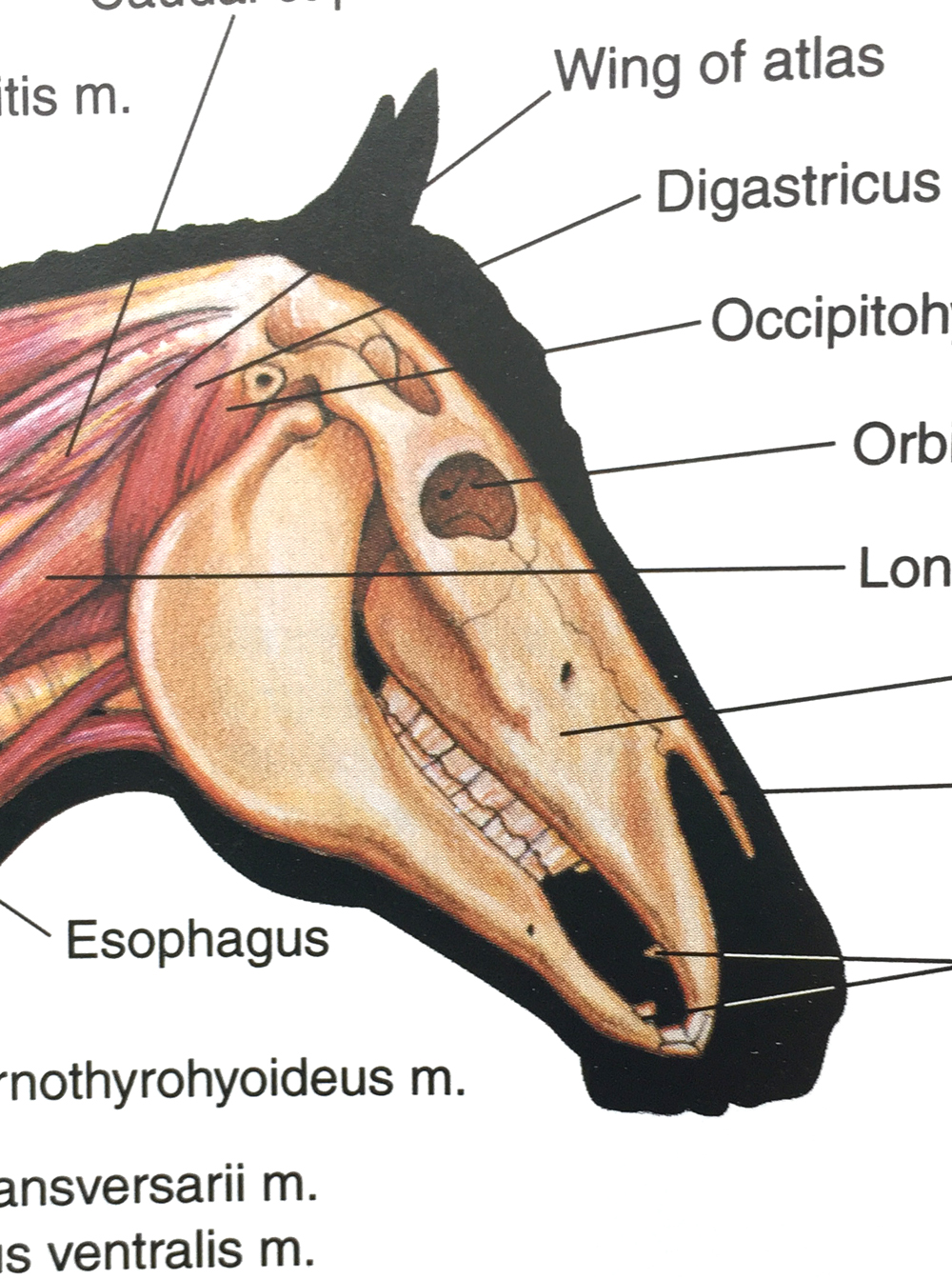 Musings at Minkiewicz Studios LLC Heads Above The Rest!; Exploring The