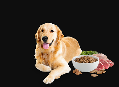 grain free dog food