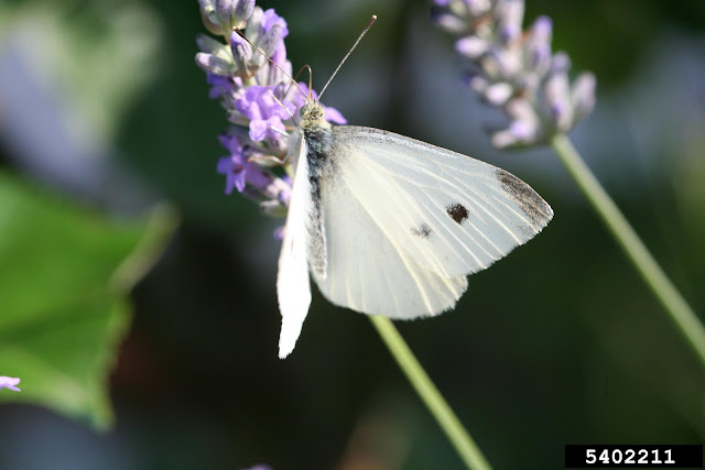 mariposa blanca de la col (Pieris rapae)
