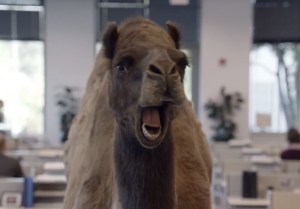 geico hump day camel commercial
