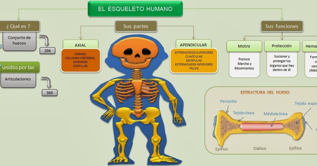 El esqueleto humano y sus partes