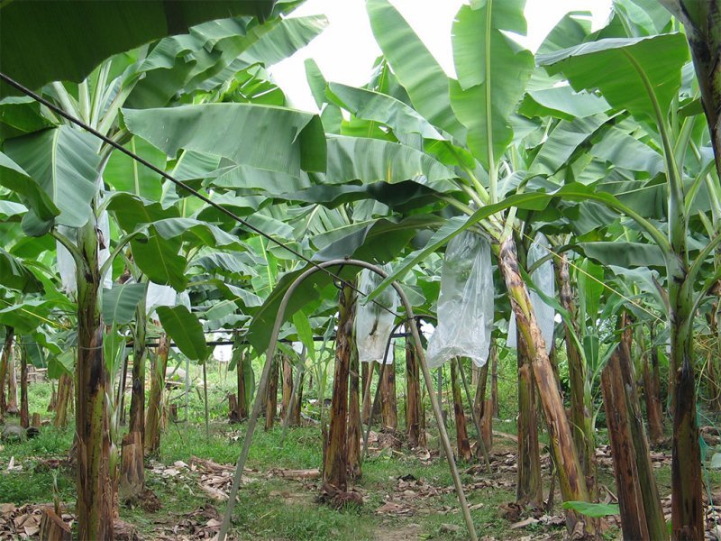 Sto. Domingo Industrial Products The Sto. Domingo Abaca Industry