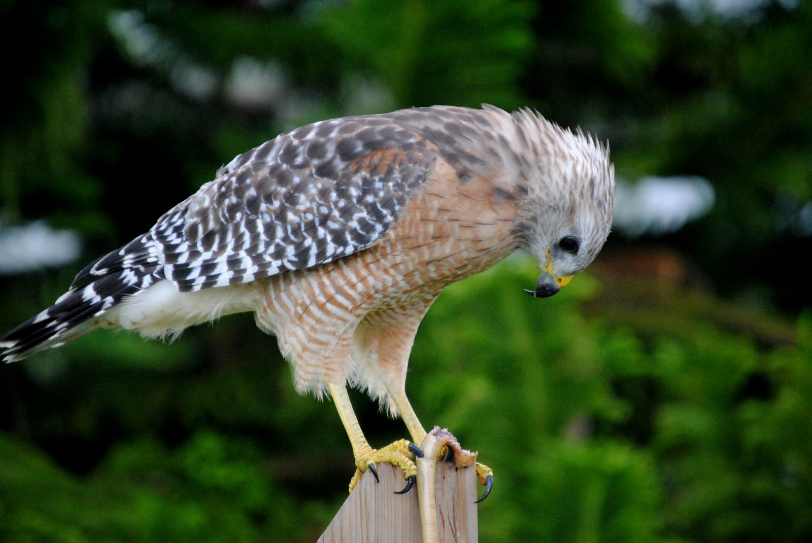 Field Notes and Photos Red Shouldered Hawk (Buteo lineatus)