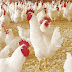 الدجاج البياض من الألف للياء مع برنامج تحصين متكامل 