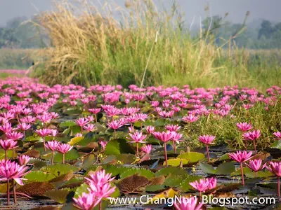 A sea of red lotus flowers at Udon Thani - Thailand