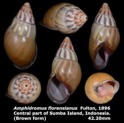 Amphidromus florensianus 42.20mm (Brown form)