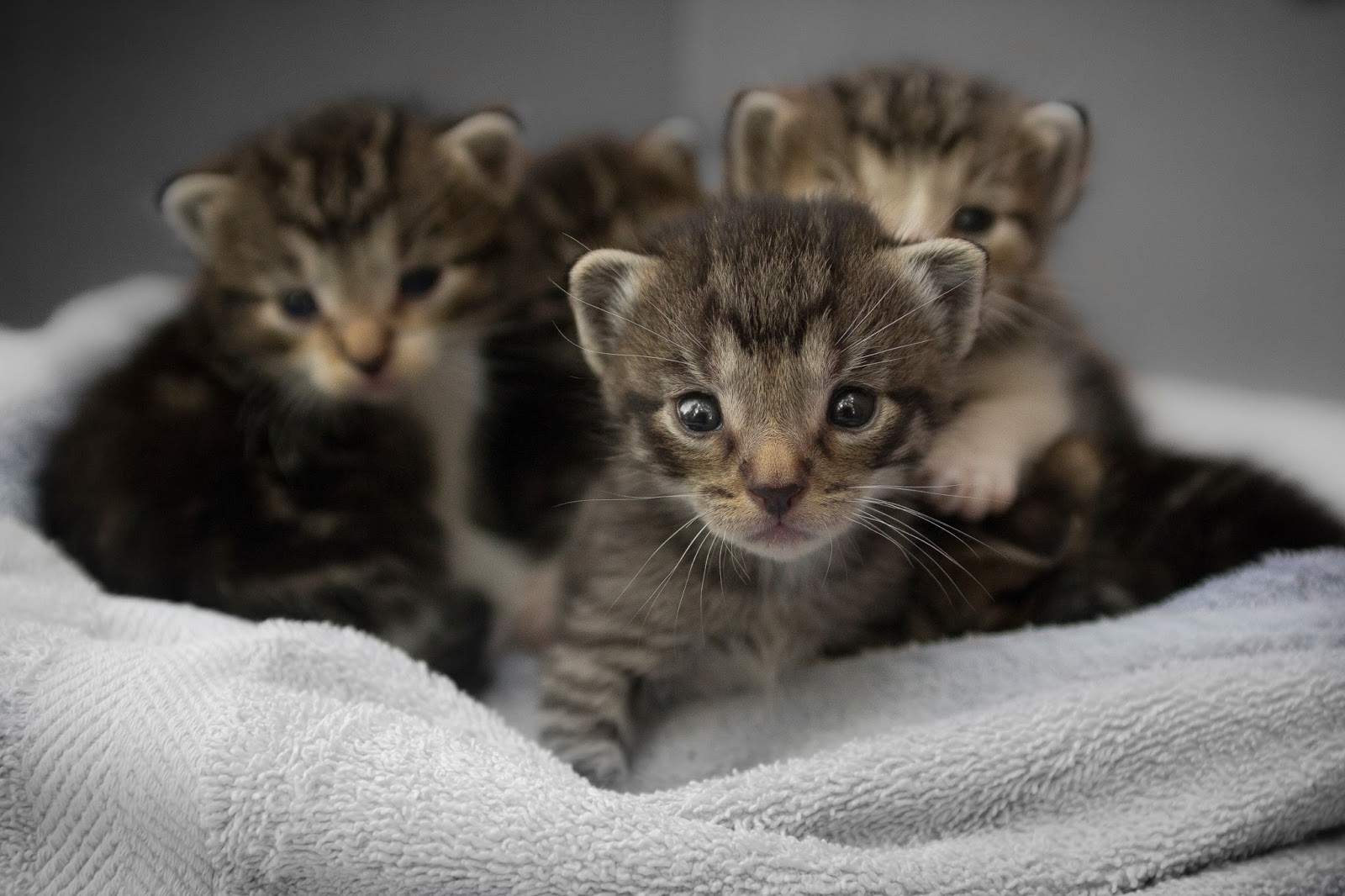 Small Kittens on White Towel Close-up Photo