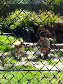 Dingo Dog at Symbio Wildlife Park Sydney