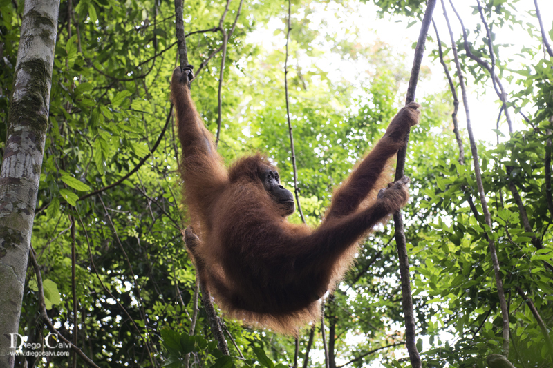 Los Orangutanes de Bukit Lawang, Sumatra - Indonesia el país de las mil islas - Vuelta al Mundo (1)