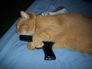 cat with gun, fat orange cat, sleeping cat