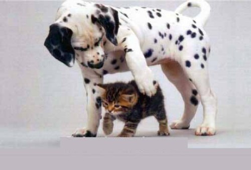 Akrabnya Persahabatan Anjing dan Kucing | Berita Unik, Aneh dan Inspiratif