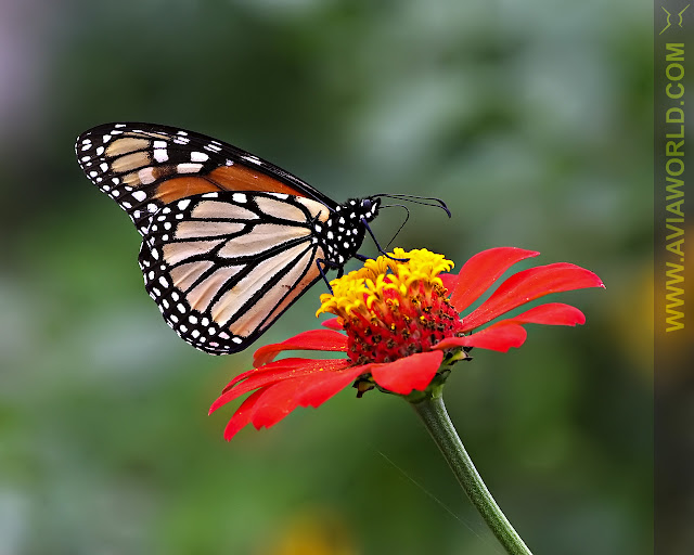 Aviaworld Butterfly Wallpaper Monarch