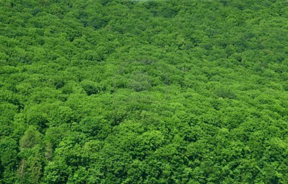 rain forest scenery rain forest scenery