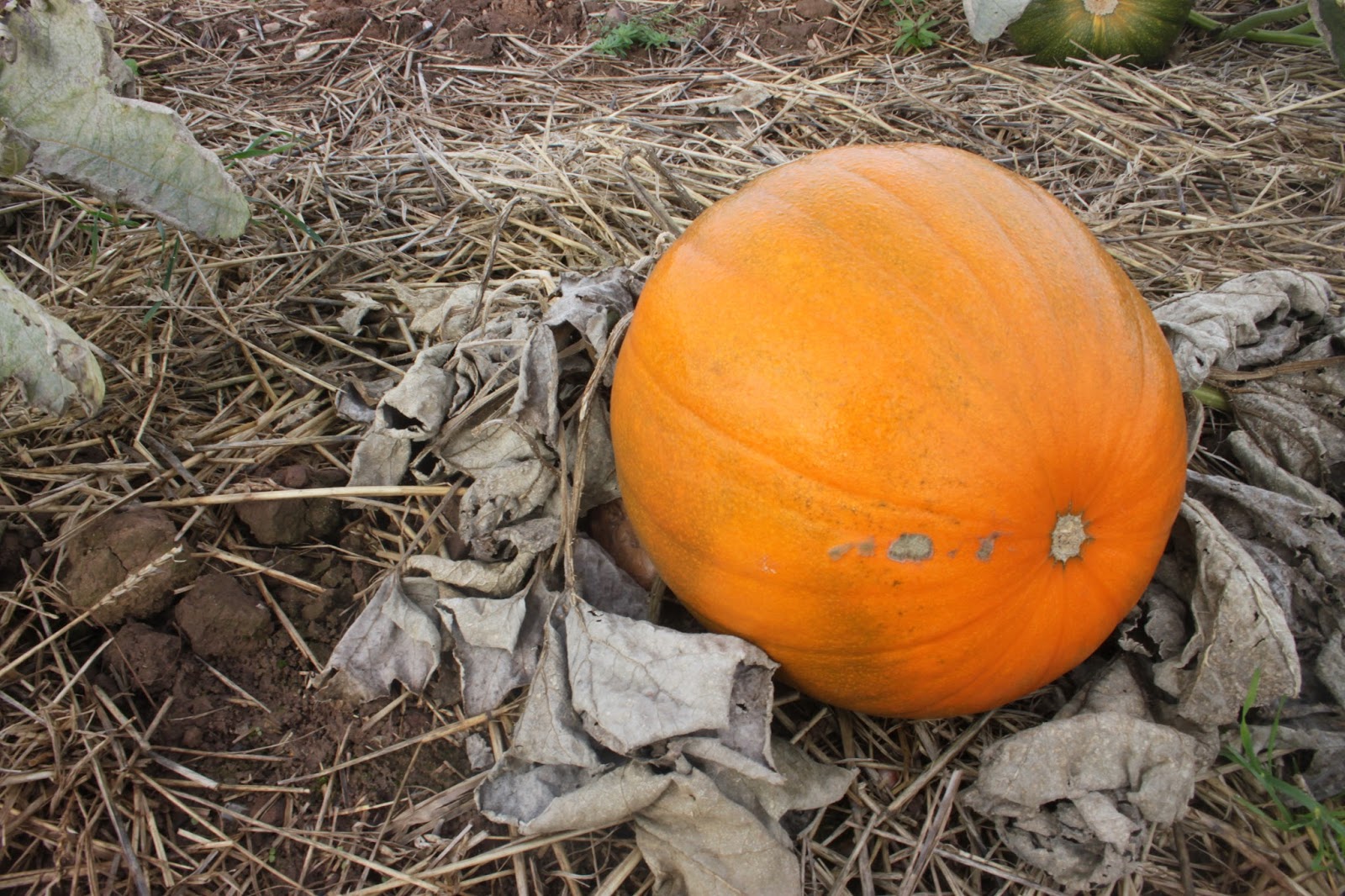 Pumpkin Picking At Cattows Farm Leicestershire