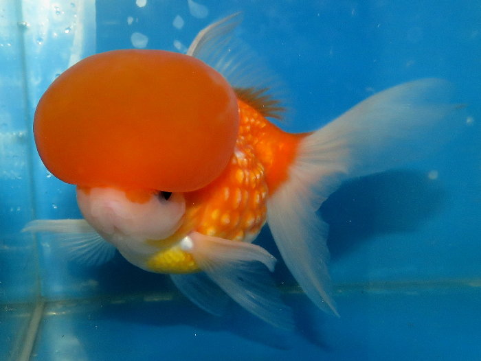 金魚&水族快訊Goldfish & Aquarium Messages: 鵝頭珠鱗寫真(Crown pearlscale goldfish)