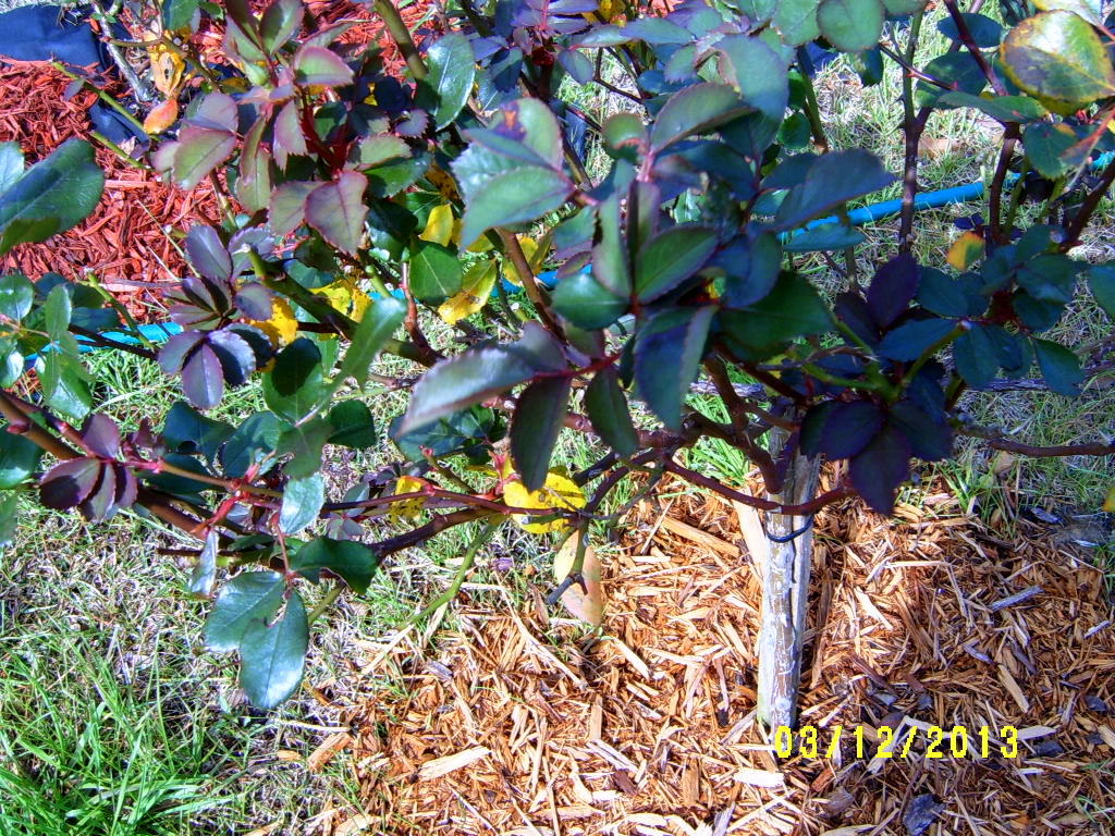 Signs Of Overwatering Roses at Harold Chappell blog