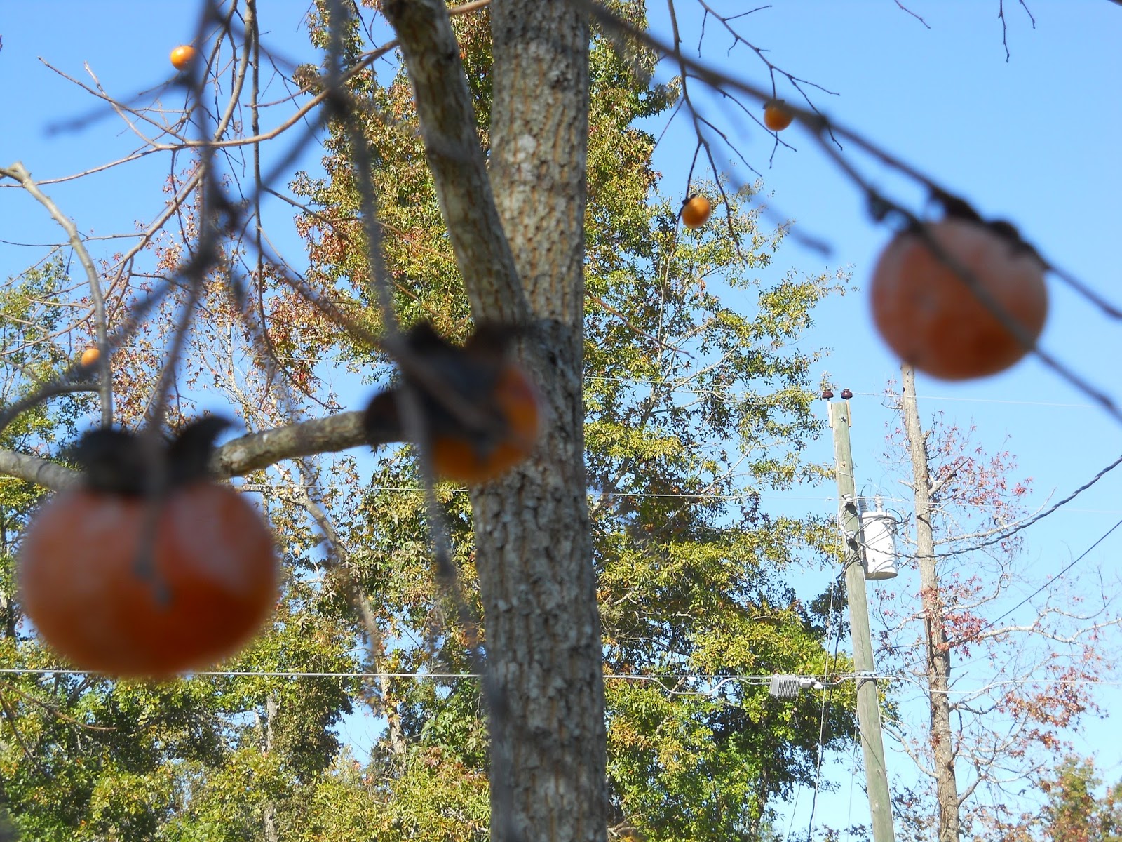 Science Ladybug Bradford Pear Trees