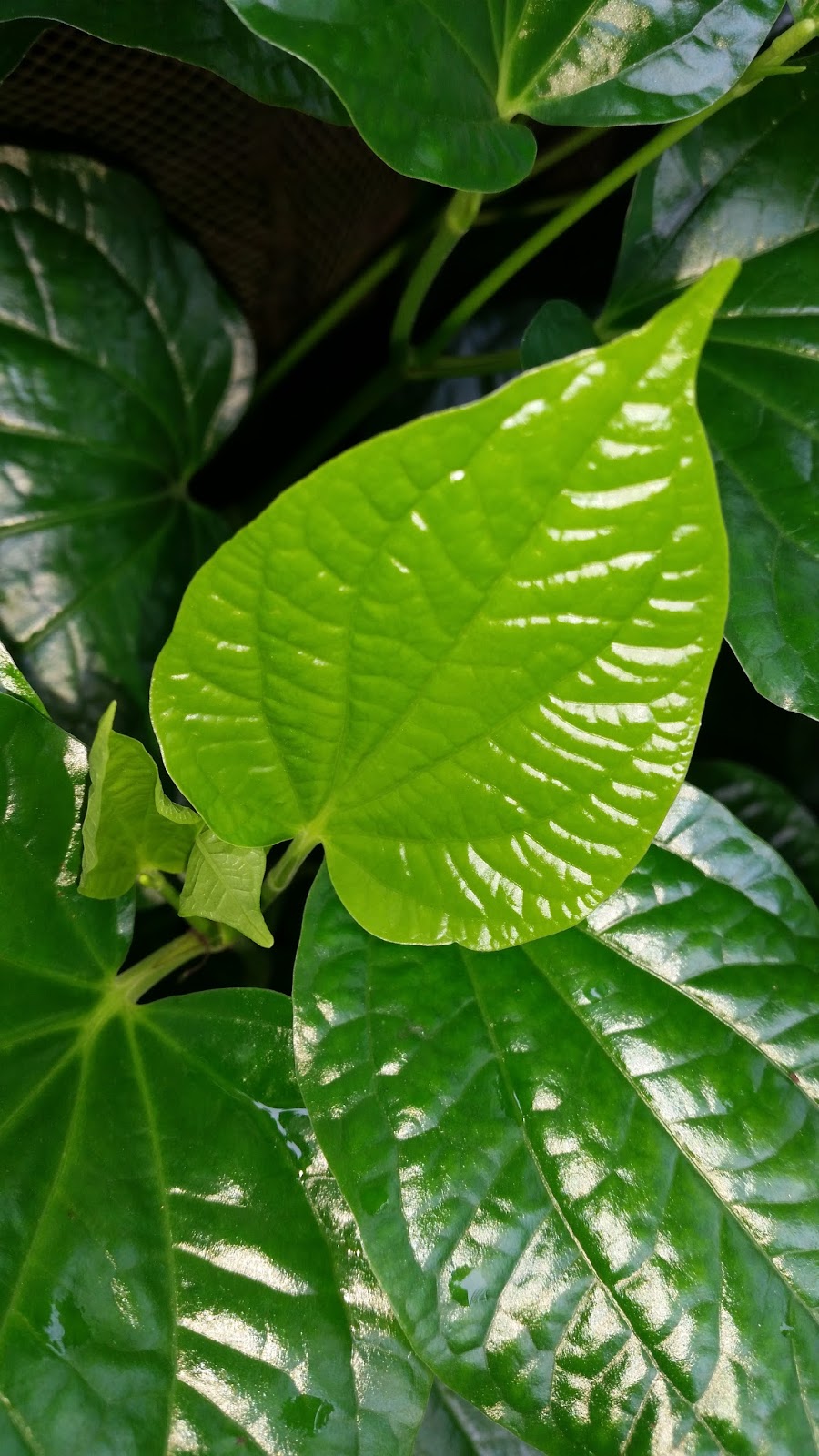 Warisan Petani: Pokok Kaduk.