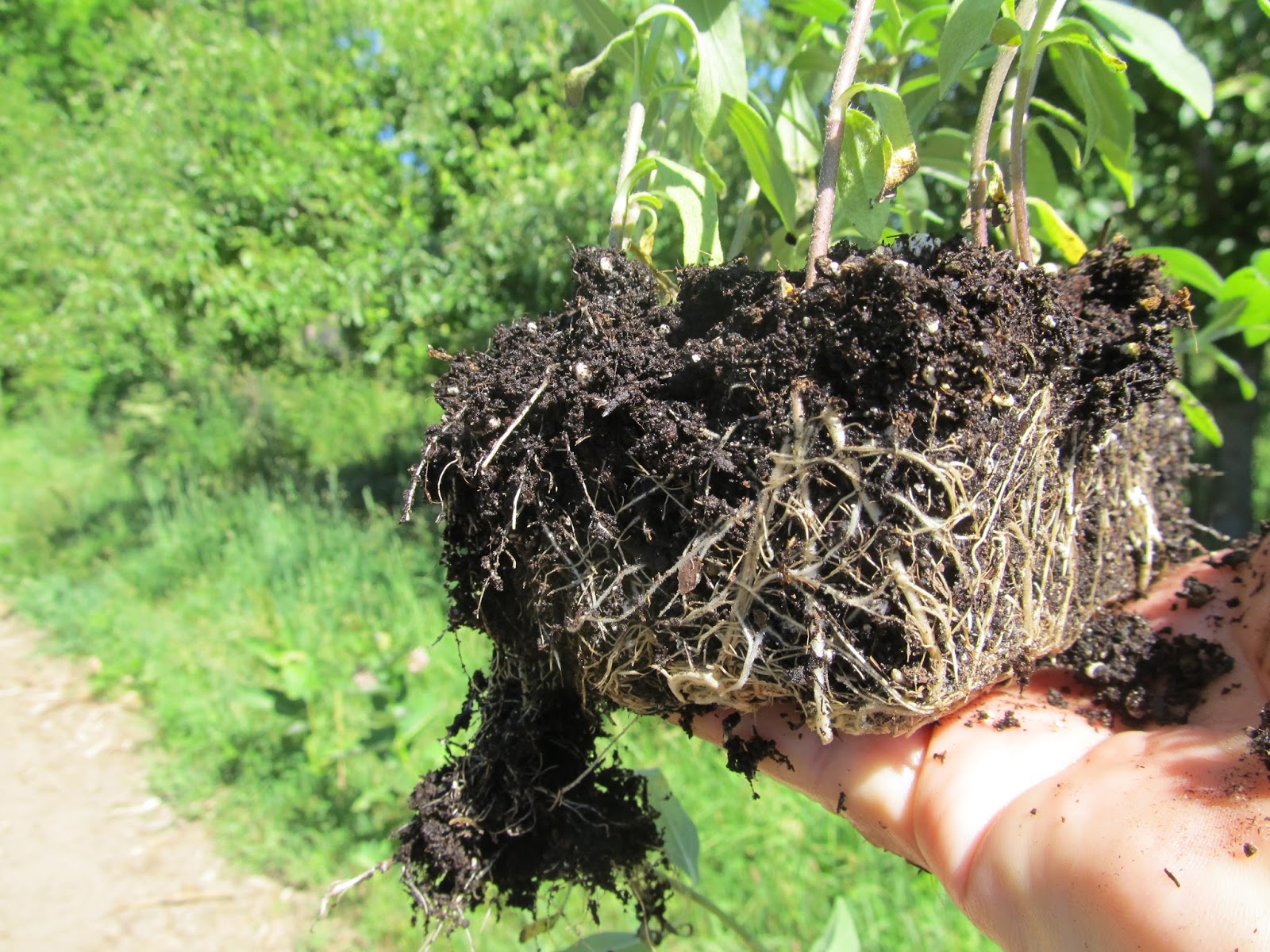 Eaton Rapids Joe Maximilian sunflower seedlings