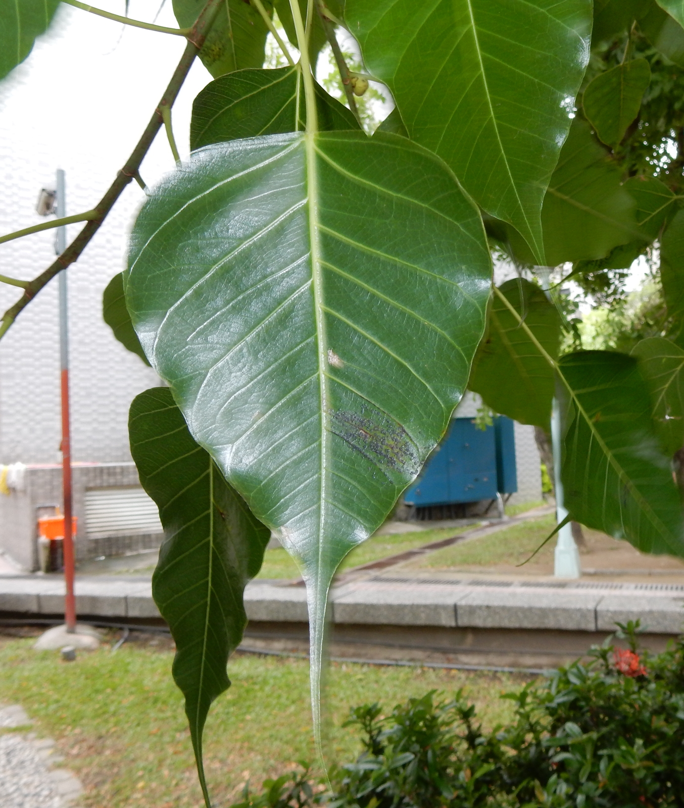 Peter S Blog 菩提樹