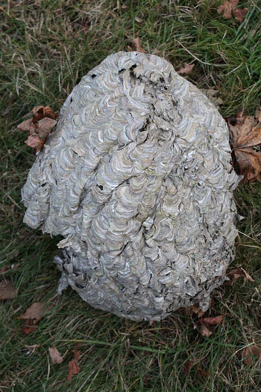 Polliwog on Safari: Paper Wasp Nest