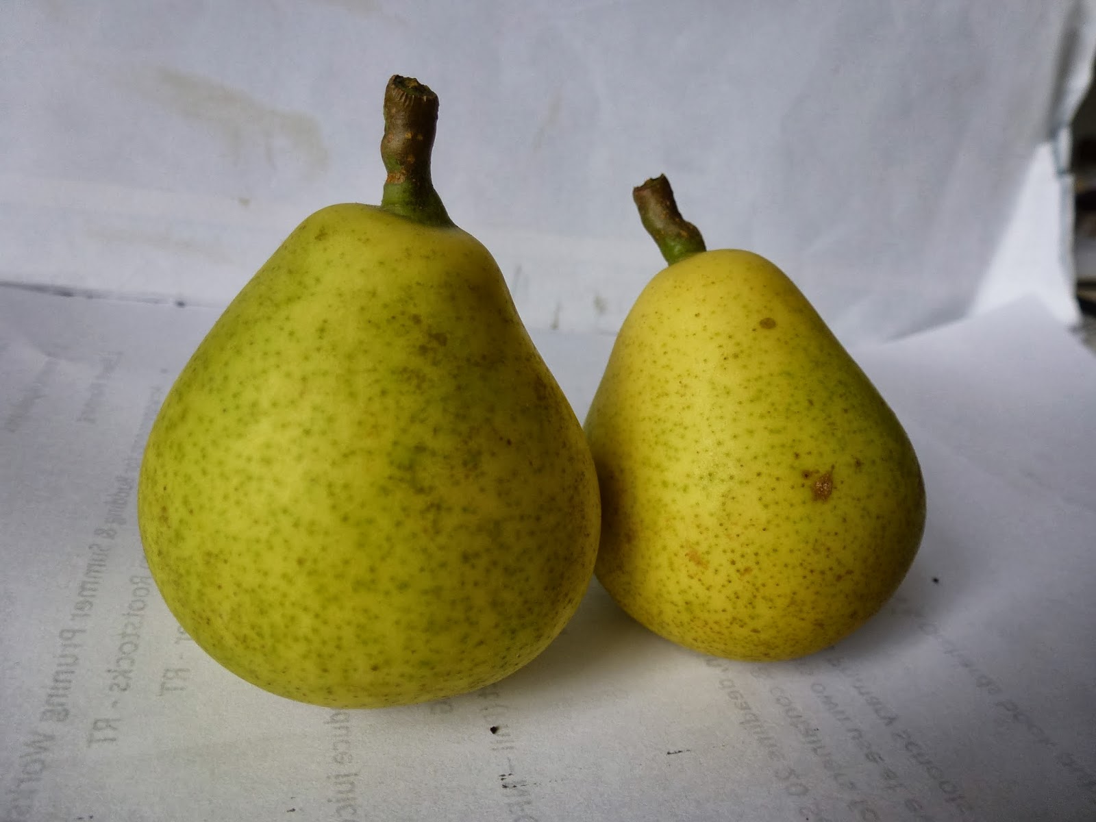 Heritage Apples and Pears Preliminary Pear Descriptions