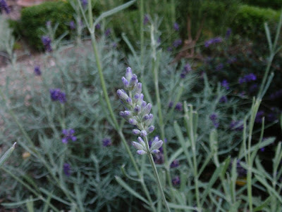 Lavender Aromatic plants Scented garden seat Green Fingered Blog