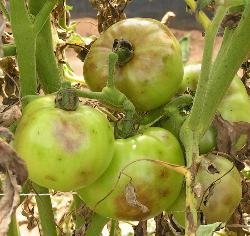 immunox early blight tomato immunox early blight tomato