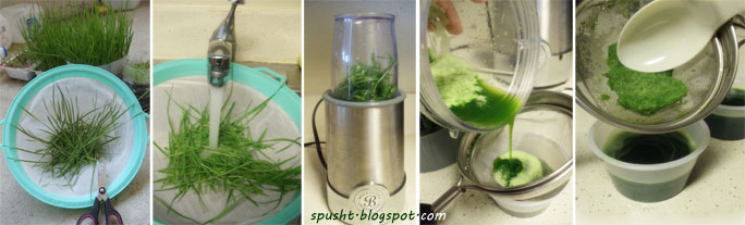 how to make wheatgrass juice in blender at home