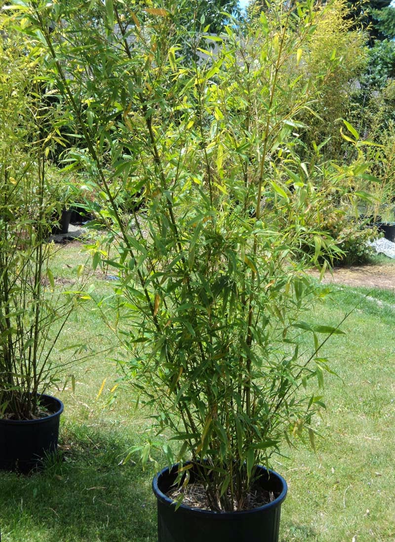 Life According to Planting Running Black Bamboo in Pots!
