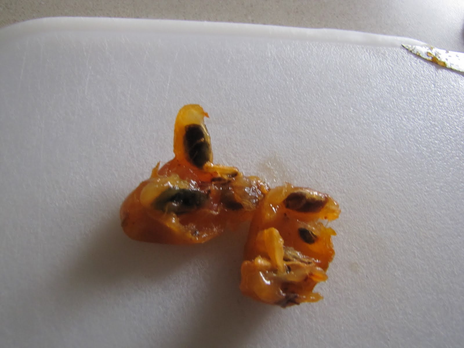 Folklife Friday Persimmons and 'Possums