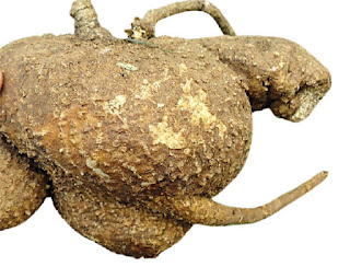 மூட்டுவலியை குணமாக்கும் கருடன்கிழங்கு! 15 1a