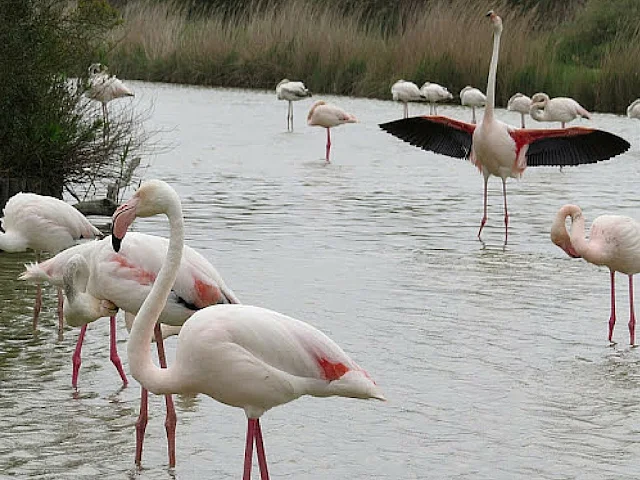 Camargue flamingos in southwest France