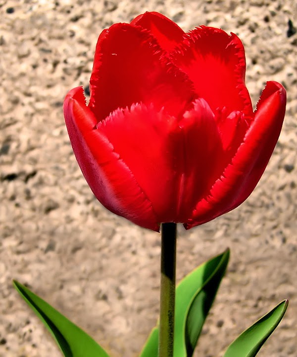 Przesyłam Wam życzenia drogie kobietki - czerwony tulipan na dzień kobiet