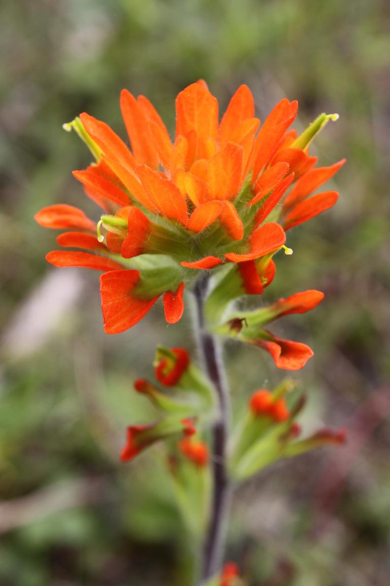 Michigan Exposures Indian Paintbrush
