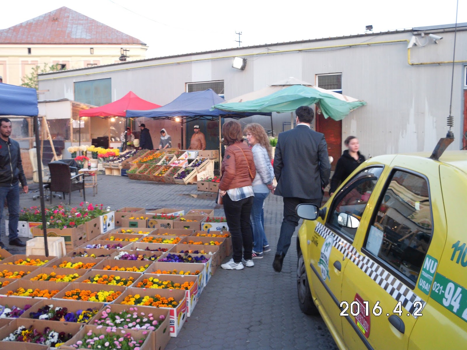 CATALIN STOCHITA Modernizez "Piata de Flori Cosbuc" la fel ca in Olanda patria florilor