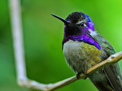 down sit birds humming hummingbirds sing false peeps chirps