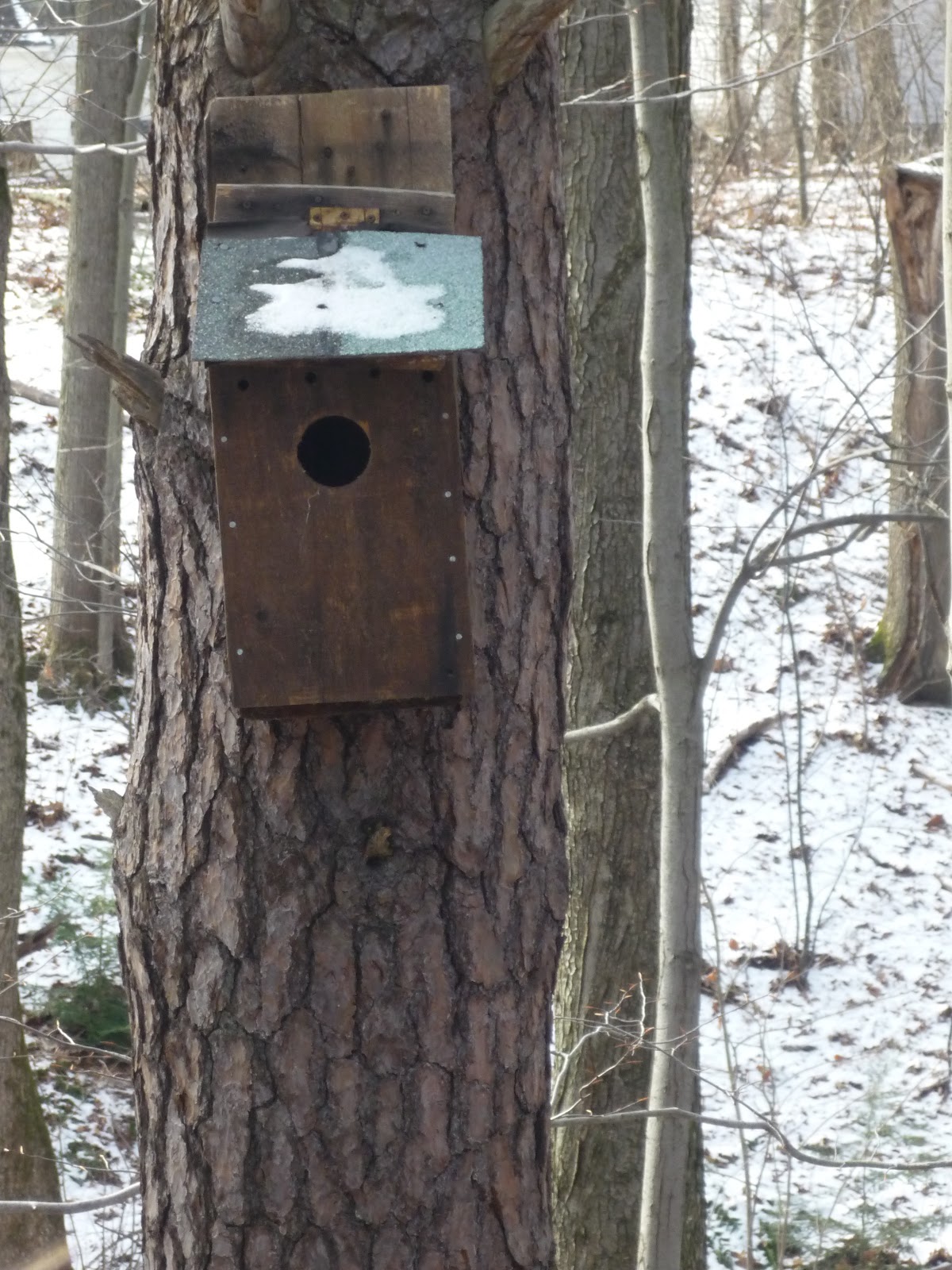 Bird house vacancies. South Burlington, VT-Bird nest box | Litter with
