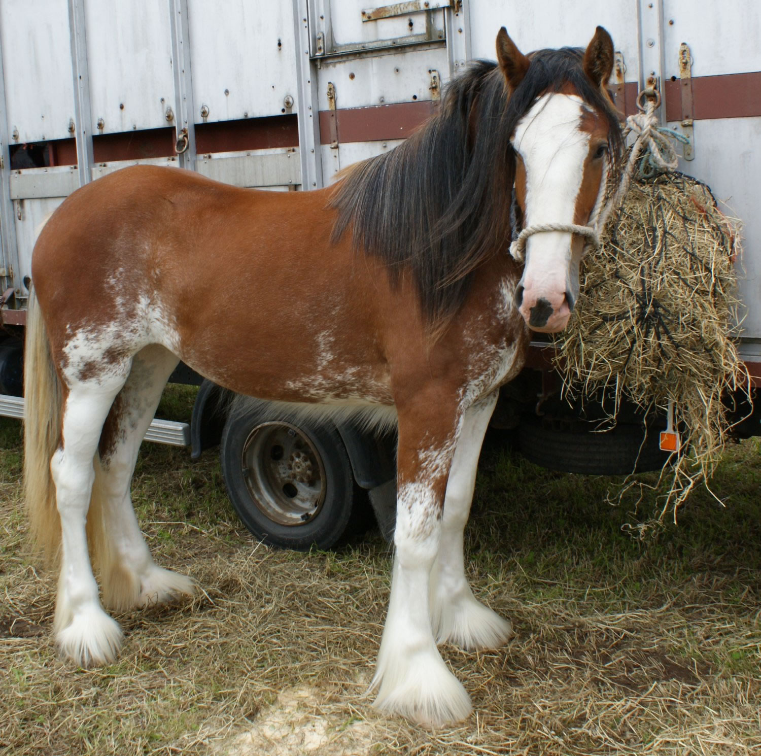 Toodles Horse Lovin' Site Gallery Of Horses