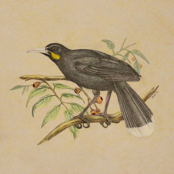all things creative: Huia Bird - finished