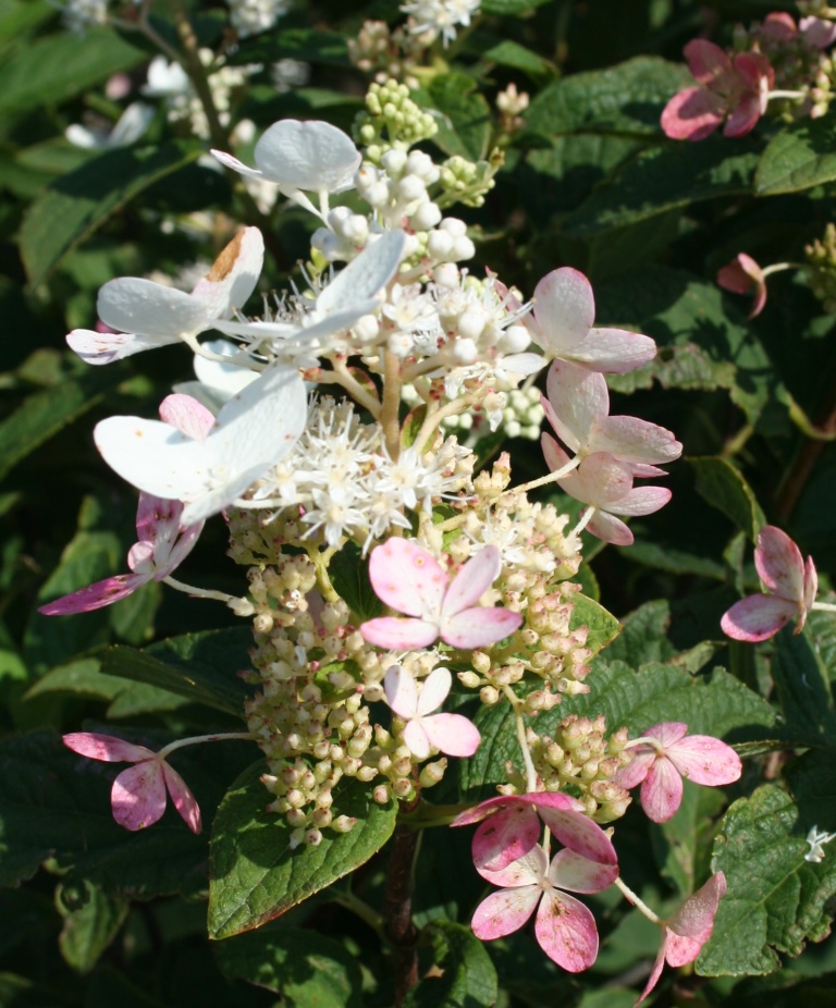 Living The Gardening Life I M In Love Pink Diamond Hydrangea