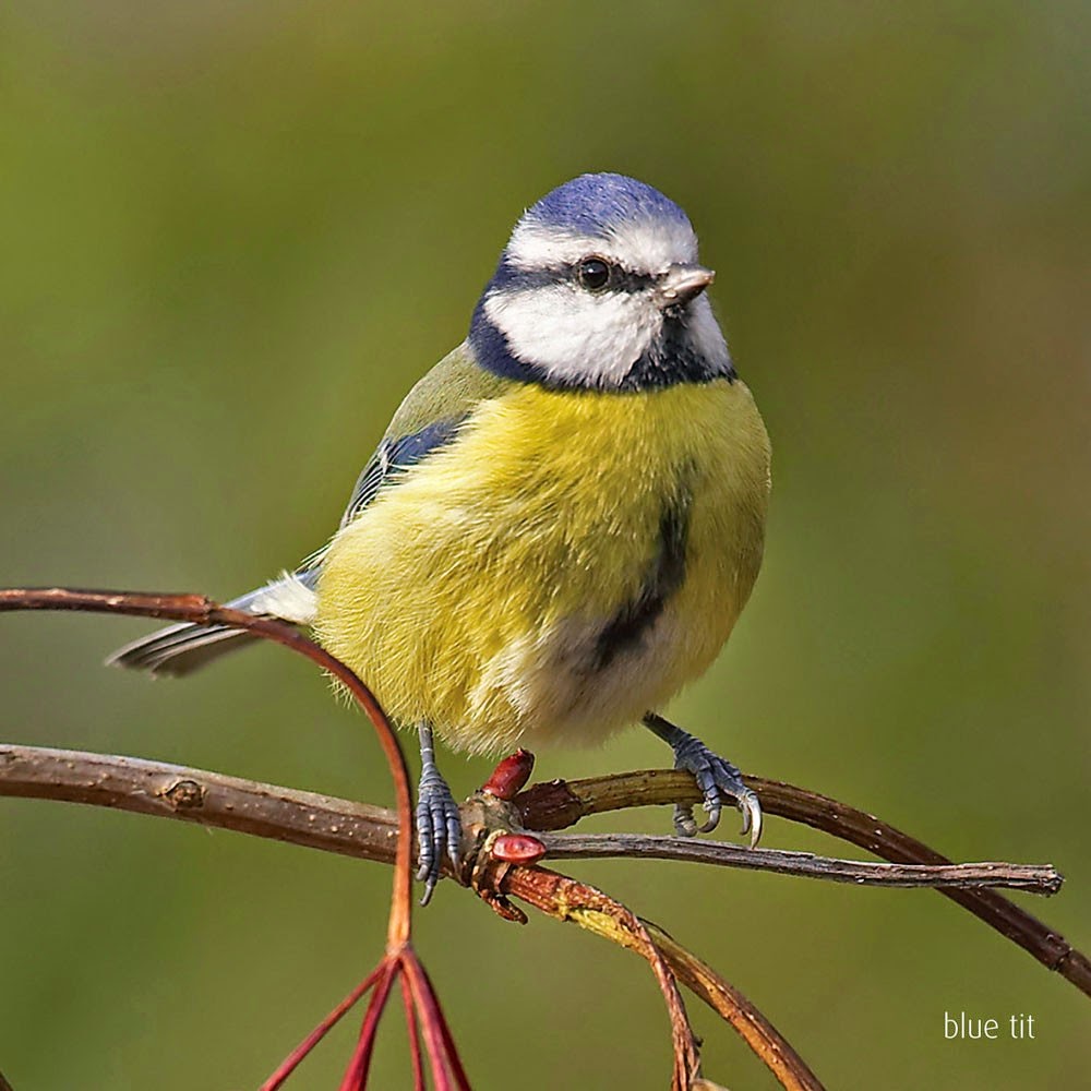 The Blue Tit