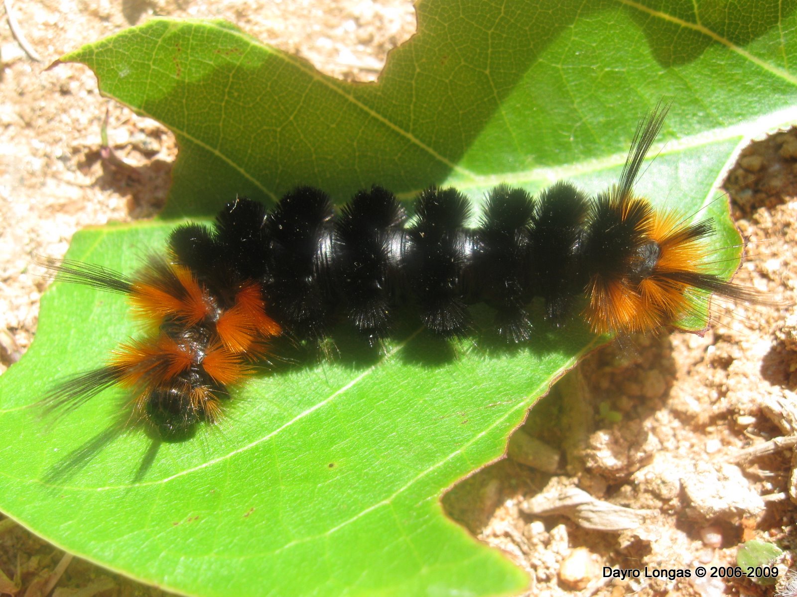Fauna de Colombia Wildlife Colombia Gusanos venenosos