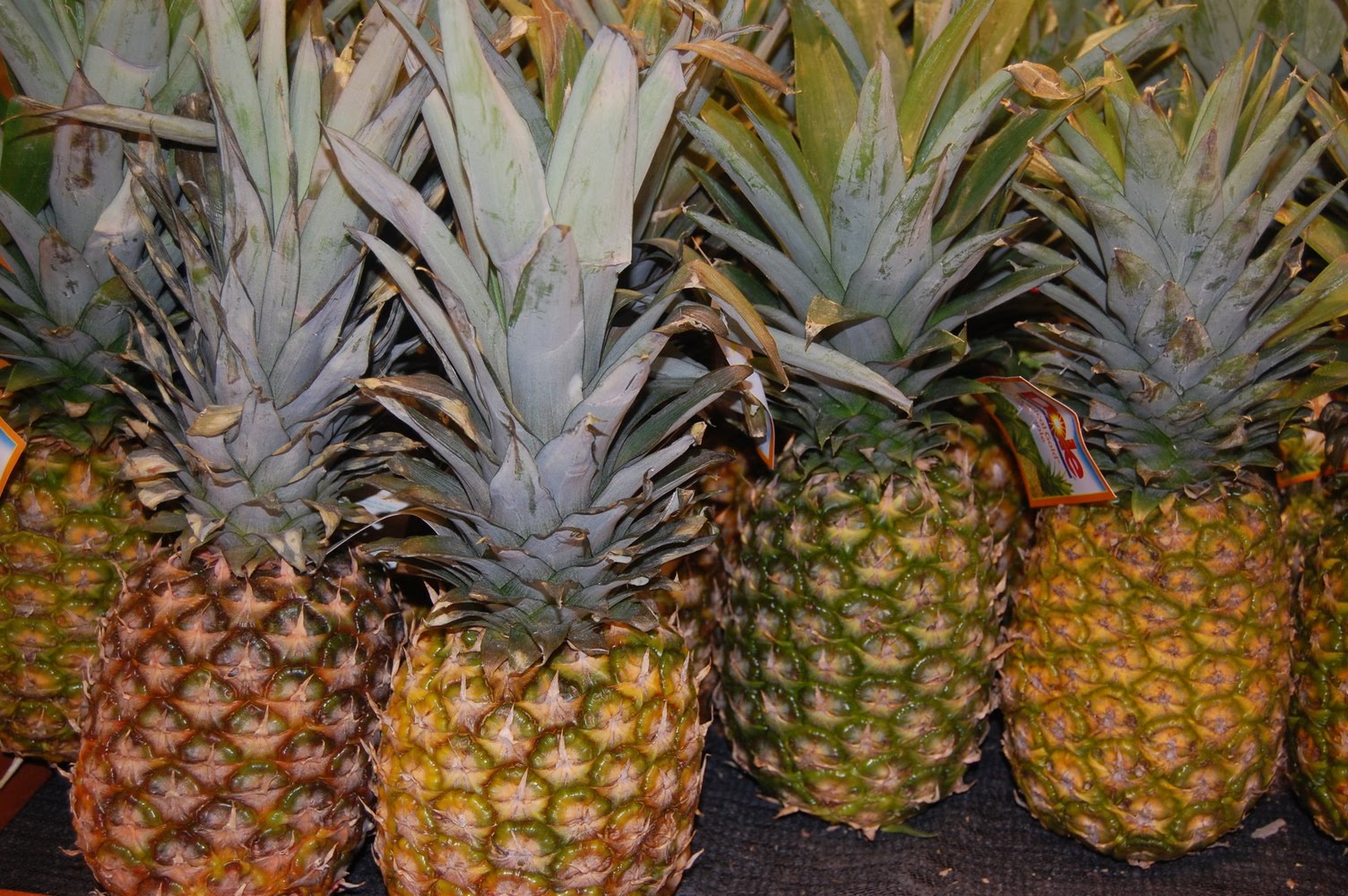 WHS AP Biology 2011 C3 and CAM Plants