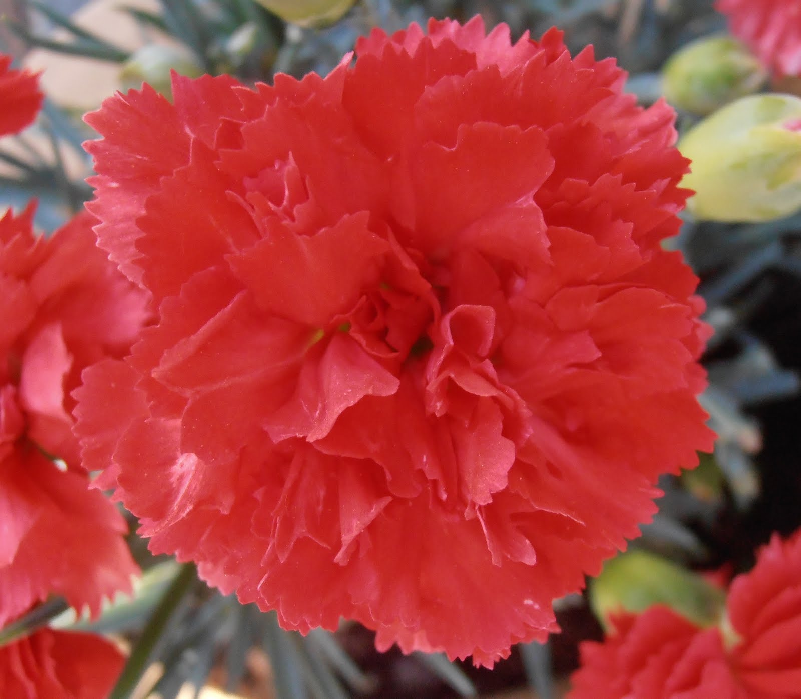 Imágenes de flores y plantas Clavel