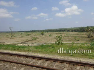 pemandangan sawah (1)