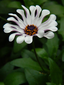 Margarita White Spoon Osteospermum African Daisy at the Allan Gardens Conservatory 2016 Spring Flower Show by Paul Jung Gardening Services Toronto