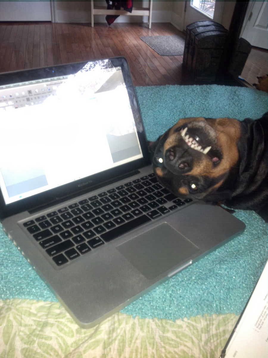 cute dog with copy space cute dog with copy space