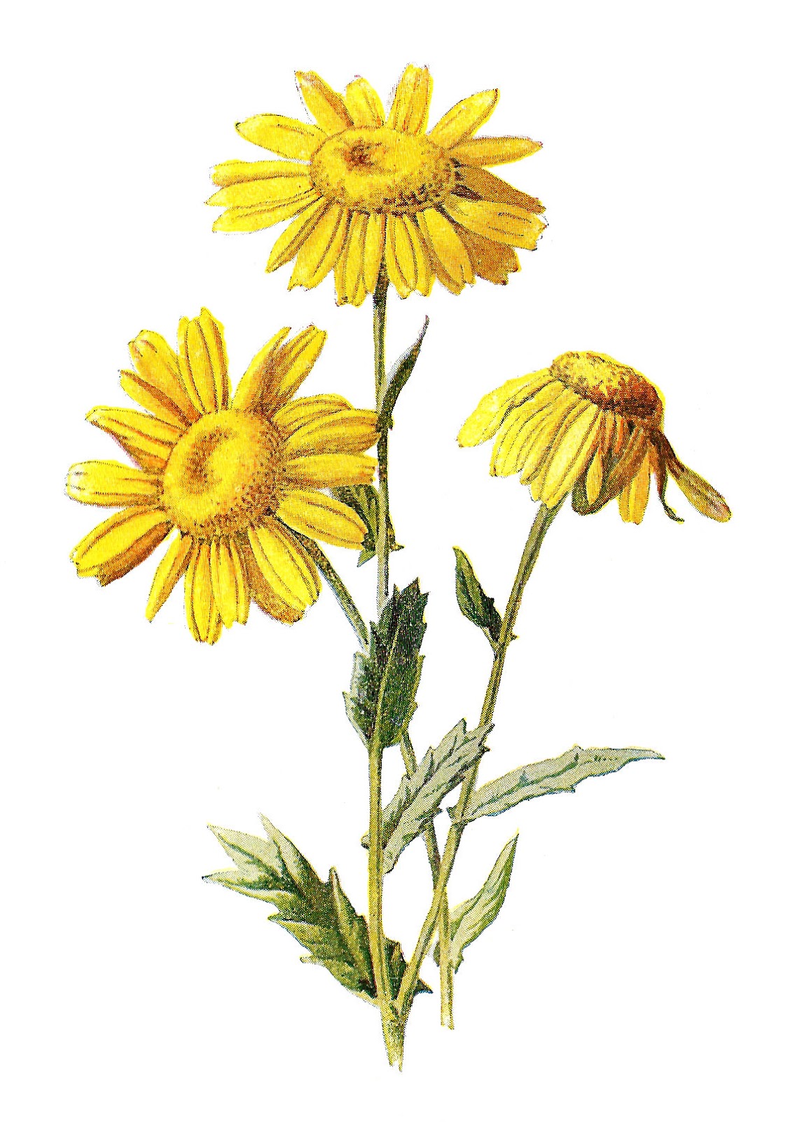 wildflower clip art free - photo #2