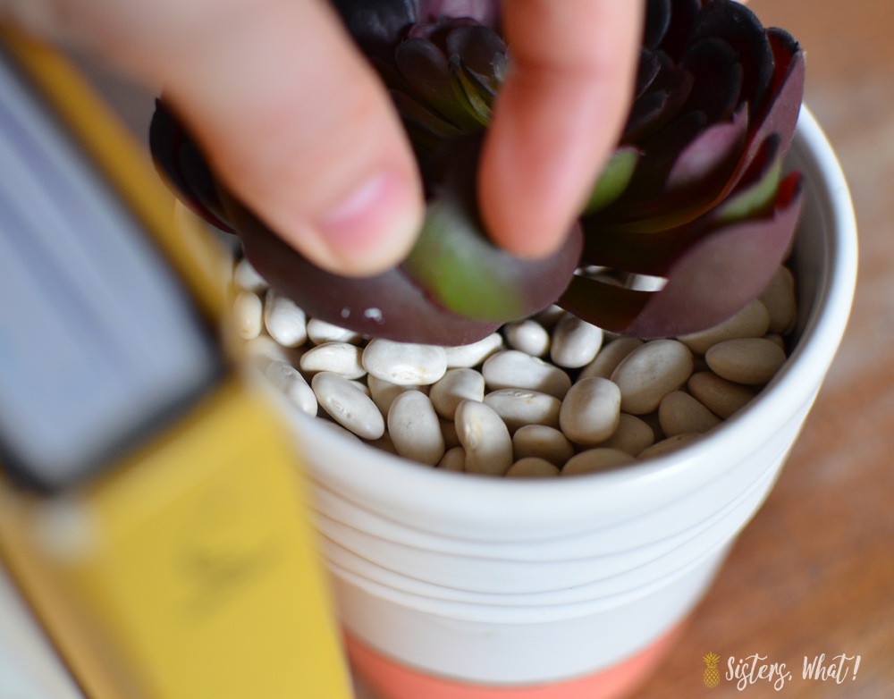 add beans to a pot to hold faux succulents